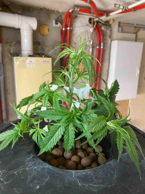 Pablo Escobar alive. Week 4