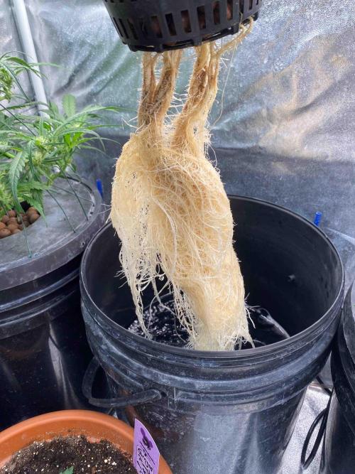 Pablo Escobar alive. Week 4