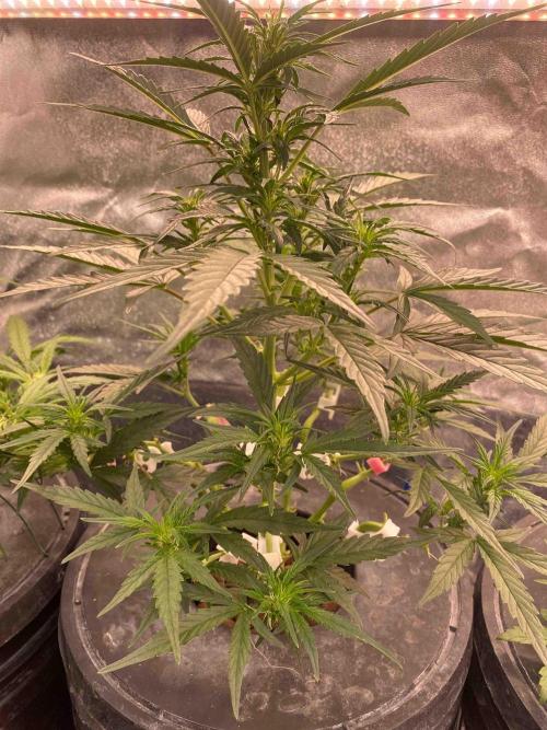 Pablo Escobar alive. Week 5