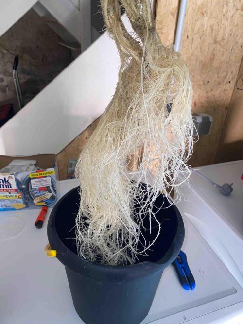 Pablo Escobar alive. Week 5