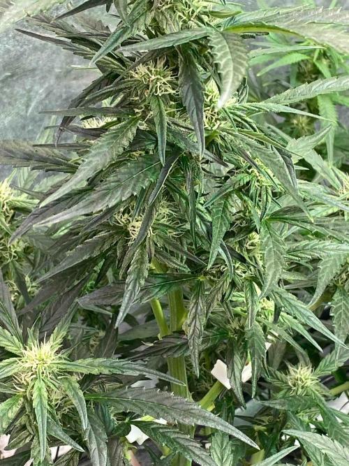 Pablo Escobar alive. Week 6