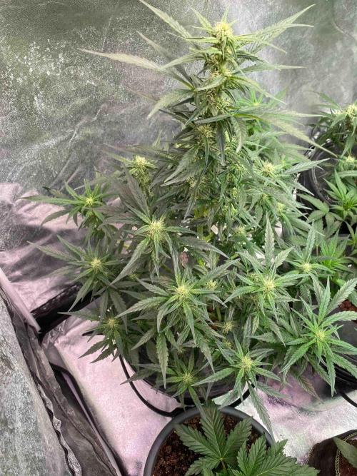 Pablo Escobar alive. Week 6