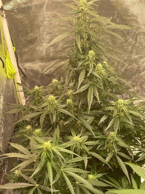 Pablo Escobar alive. Week 7