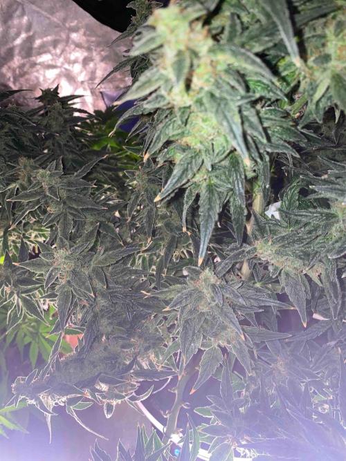 Pablo Escobar alive. Week 7