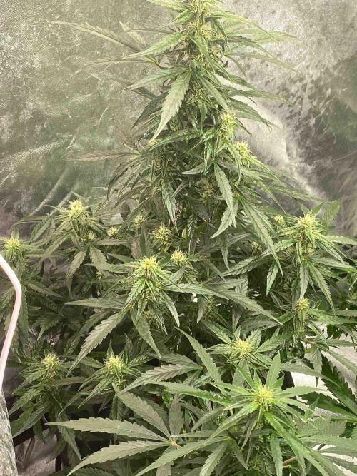 Pablo Escobar alive. Week 7