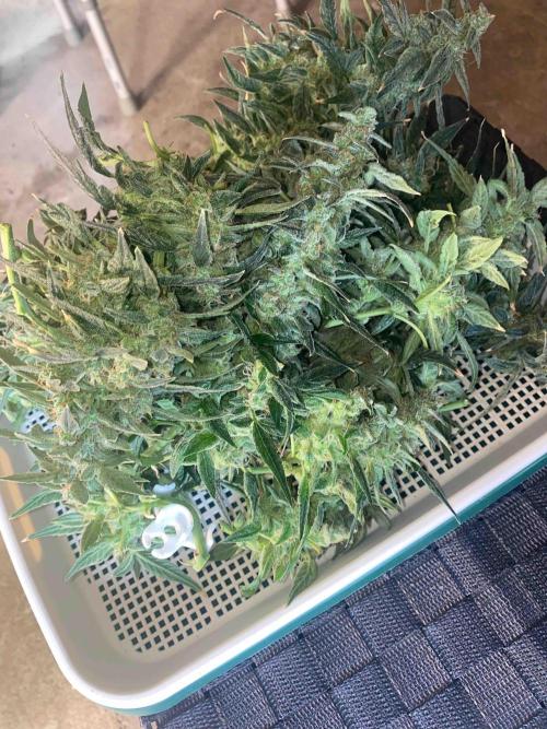 Pablo Escobar alive. Week 9