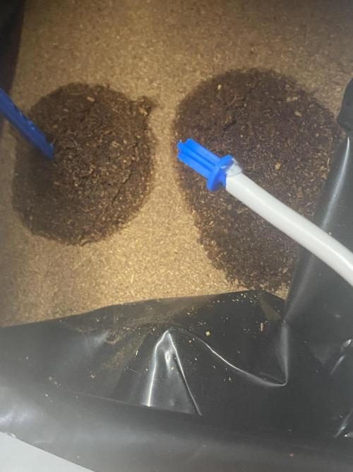 HFCS testing run 1. Week 0