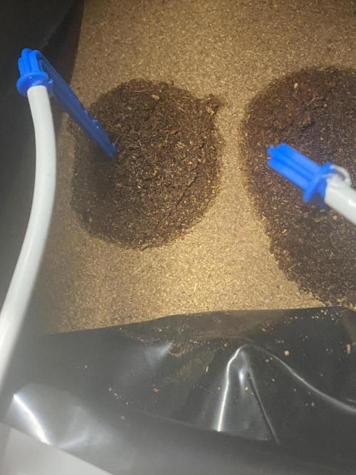 HFCS testing run 1. Week 0