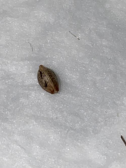 HFCS test run 4. Week 0