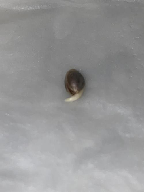 HFCS test run 5. Week 0