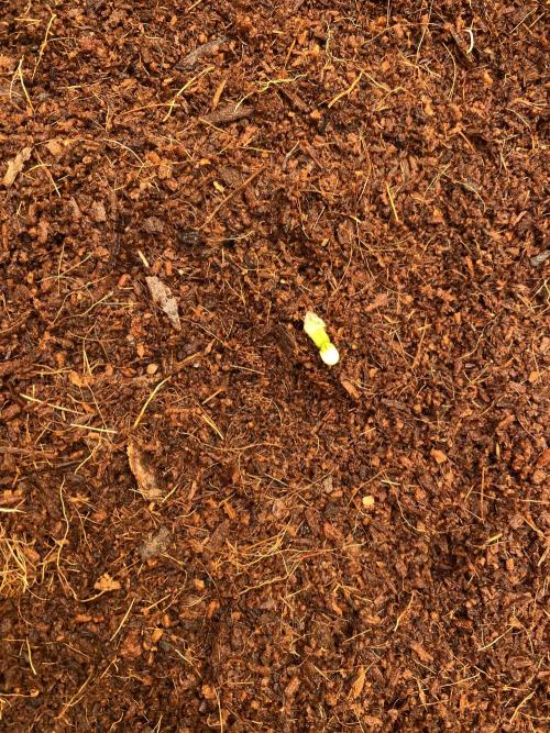 HFCS test run 5. Week 1