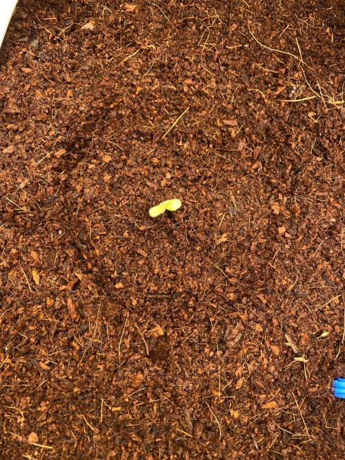 HFCS test run 5. Week 1