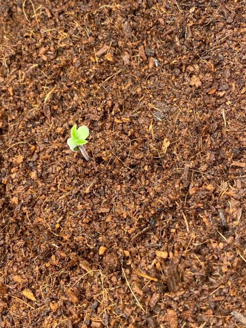 HFCS test run 5. Week 1