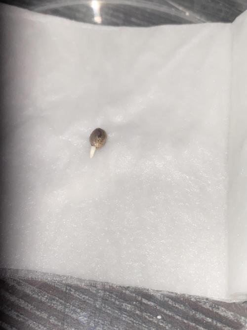 HFCS Studio54 Stardust. Week 0