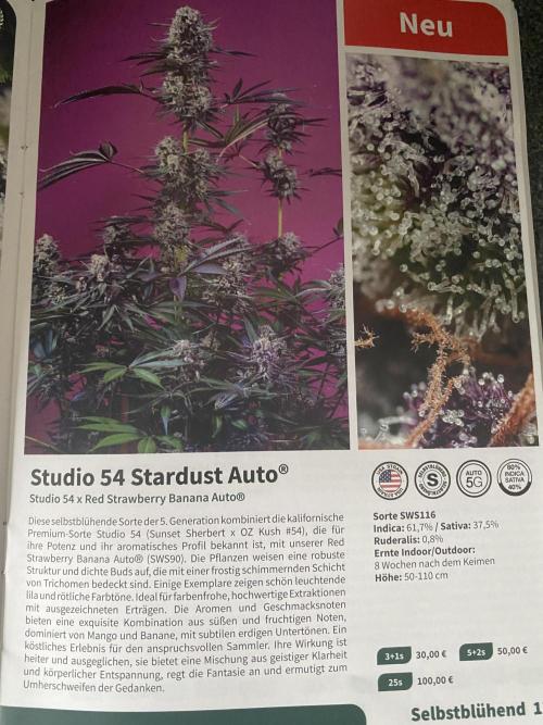 HFCS Studio54 Stardust. Week 0