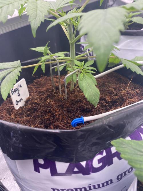 HFCS test run 5. Week 4