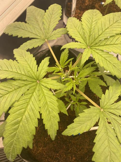 HFCS test run 5. Week 4