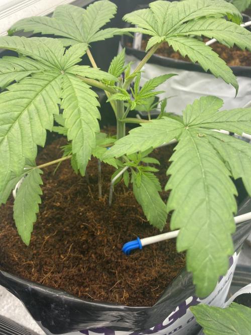HFCS test run 5. Week 4
