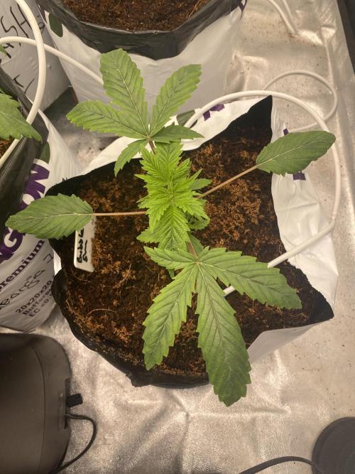 Bubblegum. Week 3