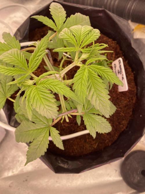 HFCS test run 5. Week 5