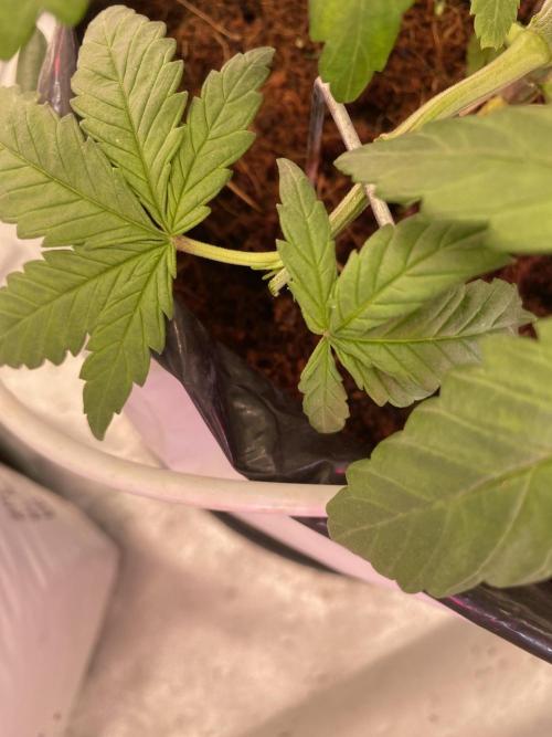 HFCS test run 5. Week 5