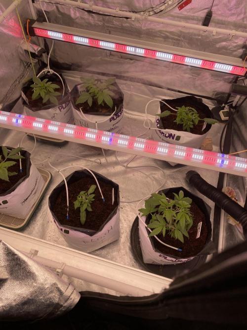 HFCS test run 5. Week 5