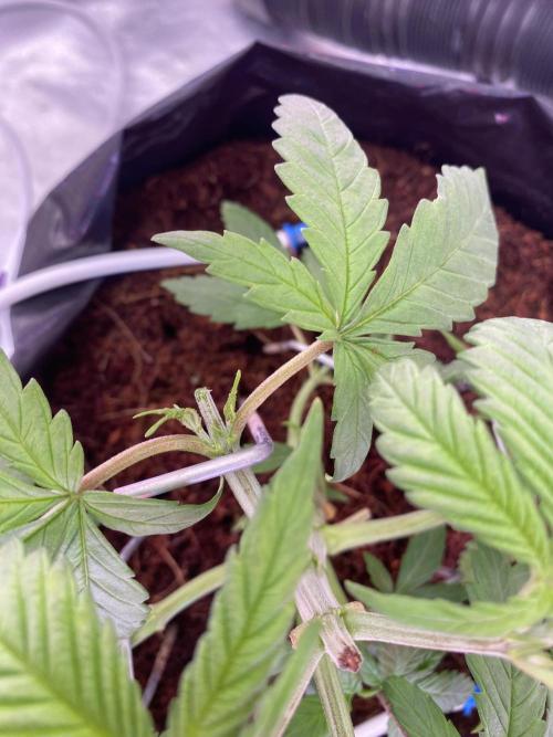 HFCS test run 5. Week 5