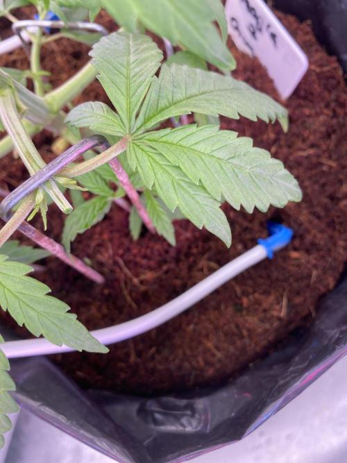 HFCS test run 5. Week 5