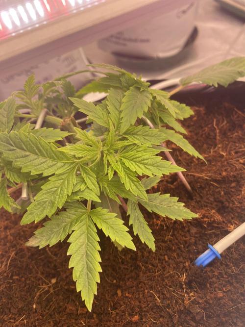 Bubblegum. Week 4