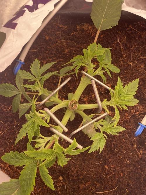 Bubblegum. Week 4