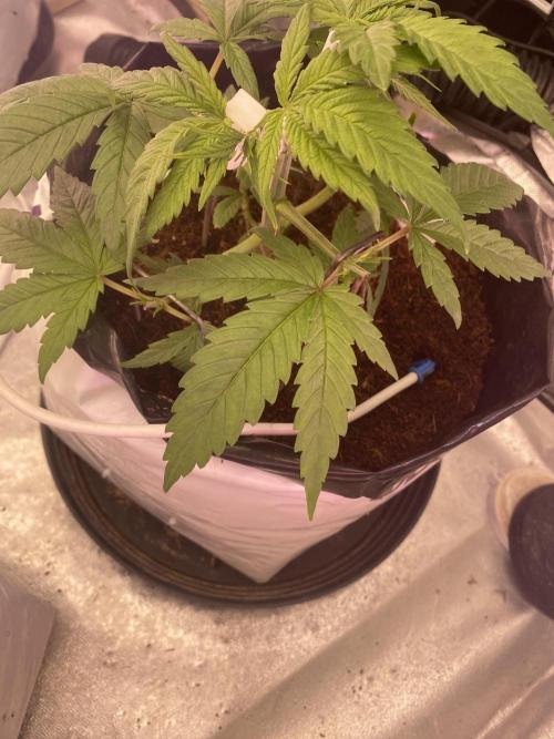 HFCS test run 5. Week 5