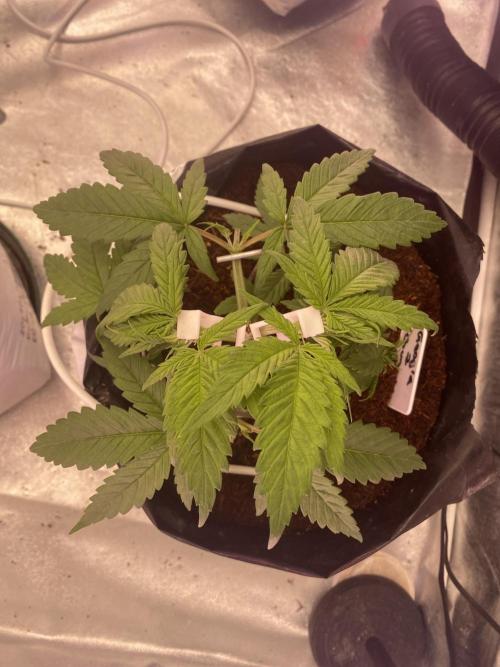 HFCS test run 5. Week 5