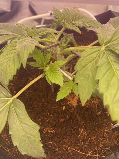 Diablos delight. Week 2