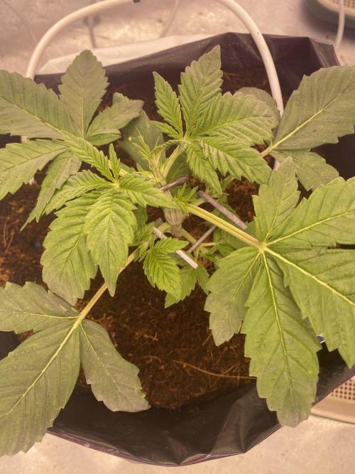 Diablos delight. Week 2