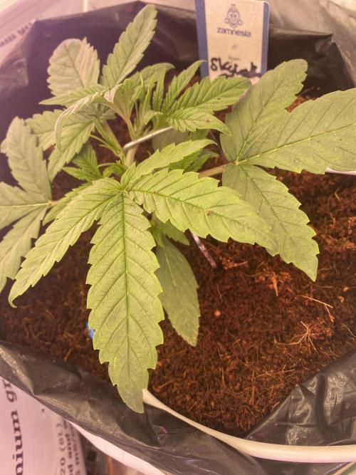 Luke Skywalker?. Week 2