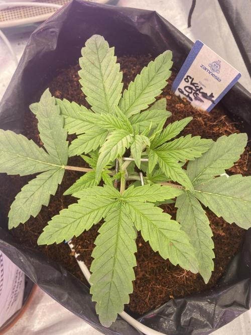 Luke Skywalker?. Week 2
