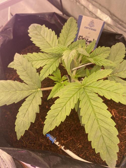 Luke Skywalker?. Week 2