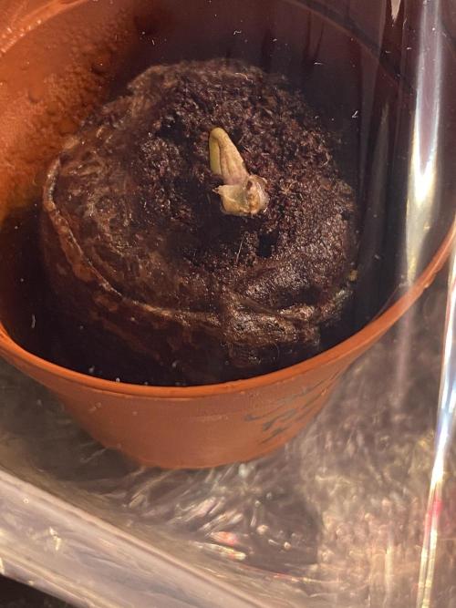 New Strain is coming. Week 0