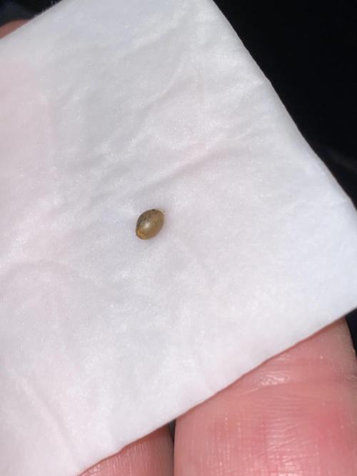 New Strain is coming. Week 0