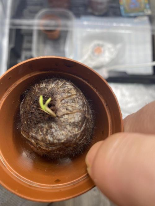 New Strain is coming. Week 0