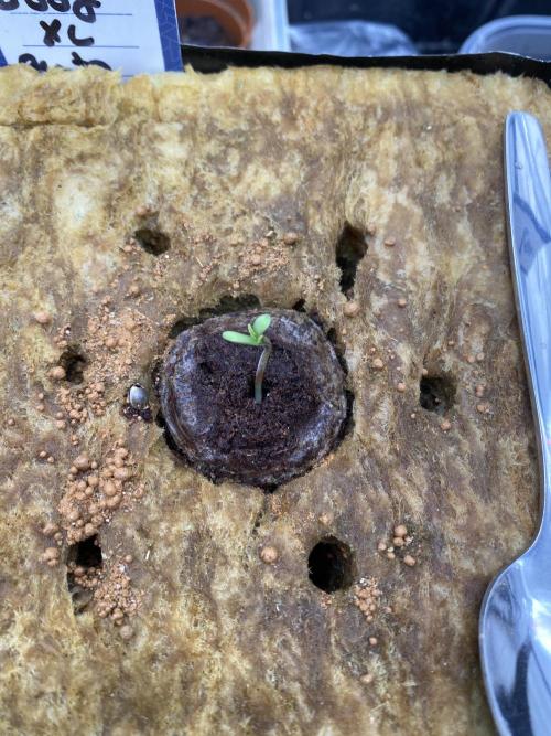 New Strain is coming. Week 0 - Around few smaller holes with Dynomyco 
