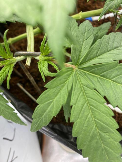 HFCS test run 5. Week 6