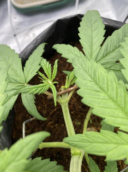 HFCS test run 5. Week 6
