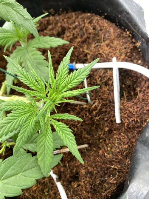 HFCS test run 5. Week 6