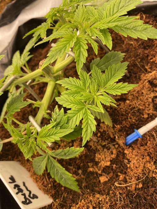 Bubblegum. Week 5