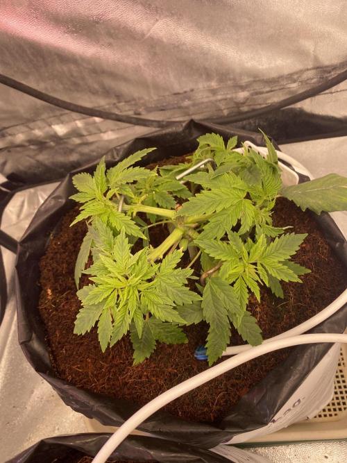 Bubblegum. Week 6