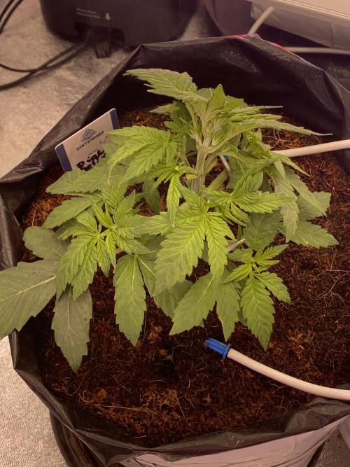 Diablos delight. Week 3