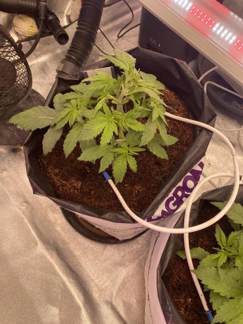 Diablos delight. Week 3