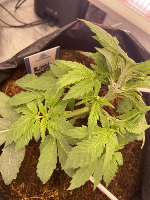 Diablos delight. Week 3