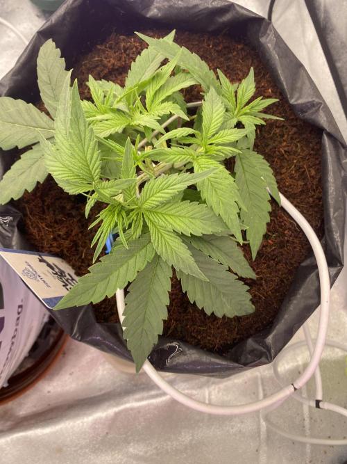 Luke Skywalker?. Week 3
